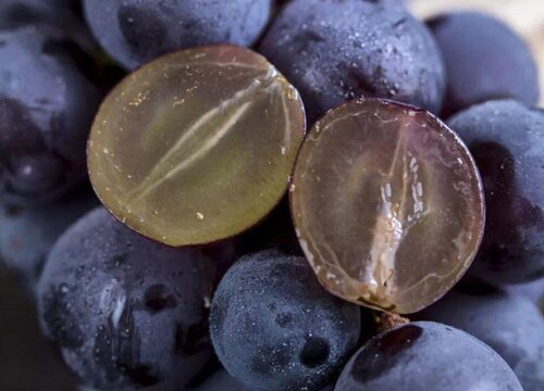 巨峰葡萄什么季节成熟上市