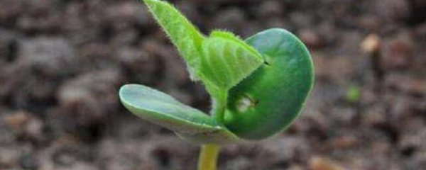 泡黄豆种子几天能发芽