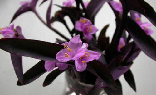 紫竹梅可以水养吗