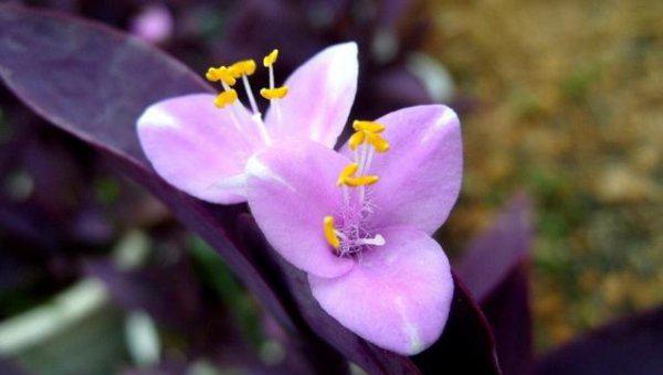 紫竹梅可以水养吗