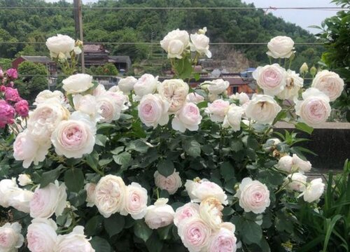 公爵夫人月季是藤本还是灌木