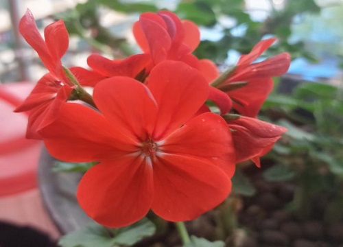 红色天竺葵的花语和寓意