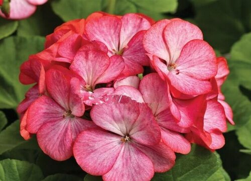 红色天竺葵的花语和寓意