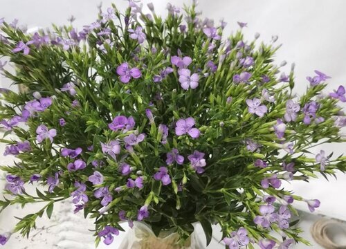 青梅什么时候开花