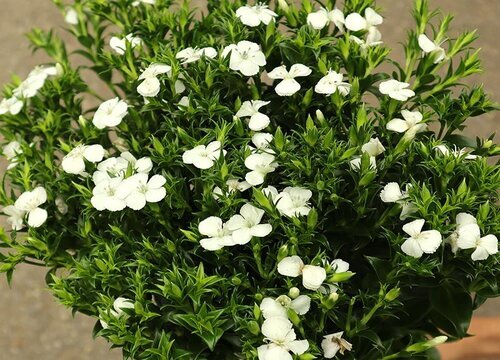 青梅什么时候开花