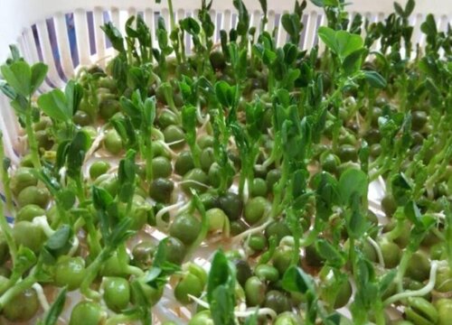 青豆怎么发芽快