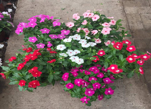 长春花冬天会冻死吗