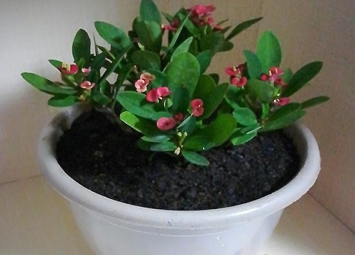 虎刺梅开花次数少是什么原因