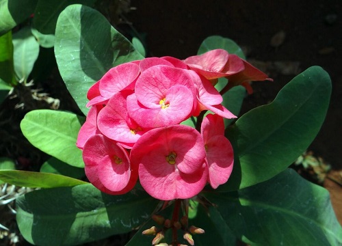 虎刺梅开花次数少是什么原因