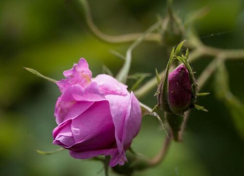 大马士革玫瑰一年开几次花