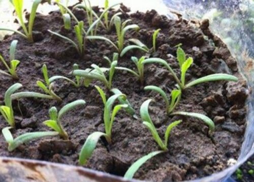 勿忘我种子什么时候播种最好