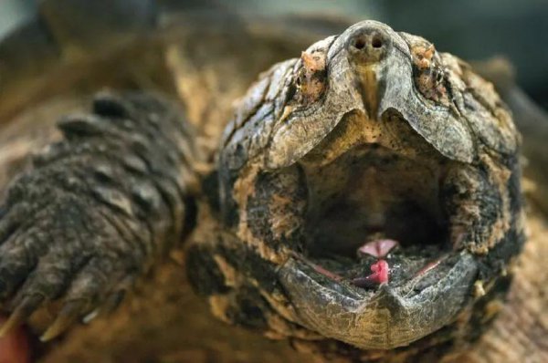 动物舌头的特点和作用是什么