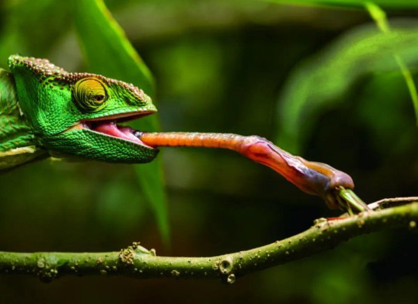 动物舌头的特点和作用是什么