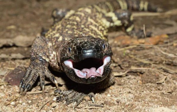 动物舌头的特点和作用是什么