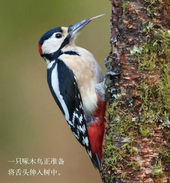 动物舌头的特点和作用是什么