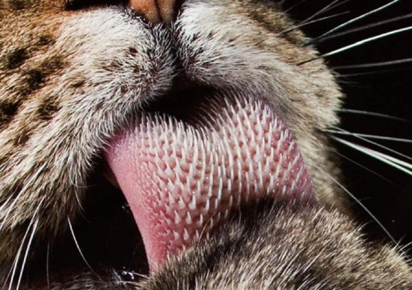 动物舌头的特点和作用是什么