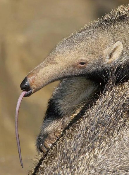 动物舌头的特点和作用是什么