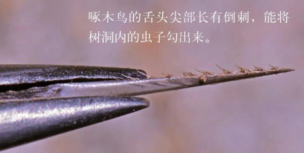 动物舌头的特点和作用是什么