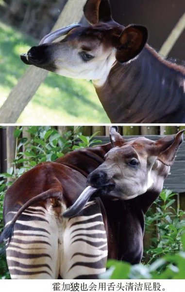 动物舌头的特点和作用是什么