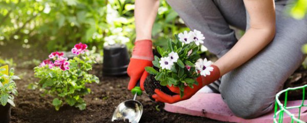 满天星种子泡几天能发芽