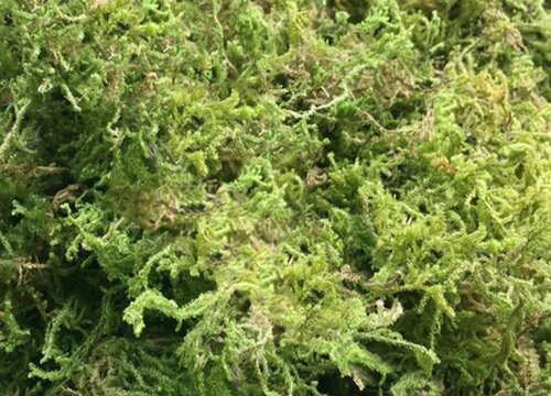 兰花盆面铺设水苔需要注意什么