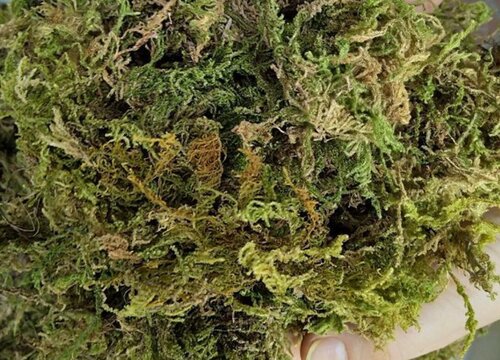 兰花盆面铺设水苔需要注意什么