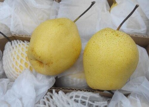 连州水晶梨什么时候成熟