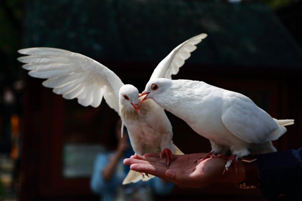 鸽子代表的象征意义是什么