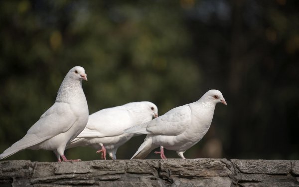 鸽子代表的象征意义是什么
