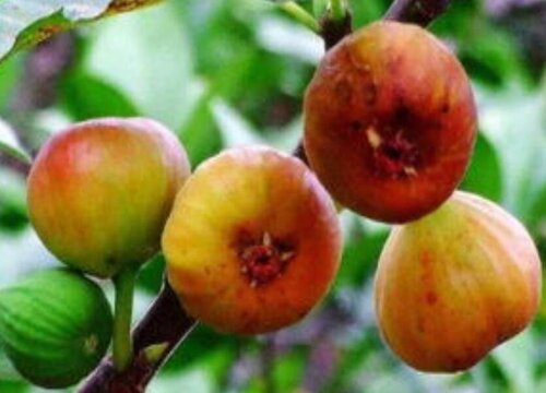 无花果怎样晒干