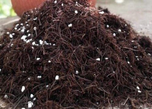 松针怎样发酵做成花肥