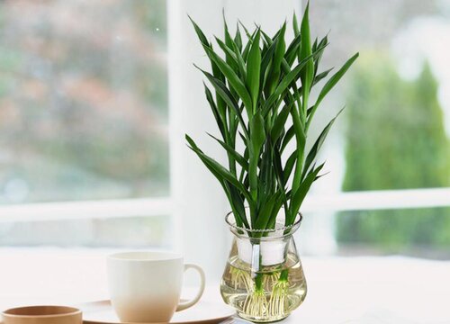 水生植物有哪些品种