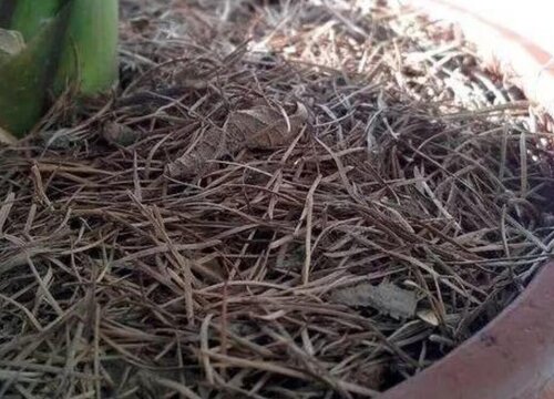 松针怎样发酵做成花肥