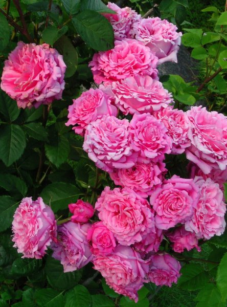 关于欢迎月季优缺点介绍