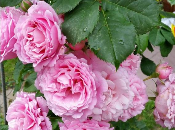 关于欢迎月季优缺点介绍