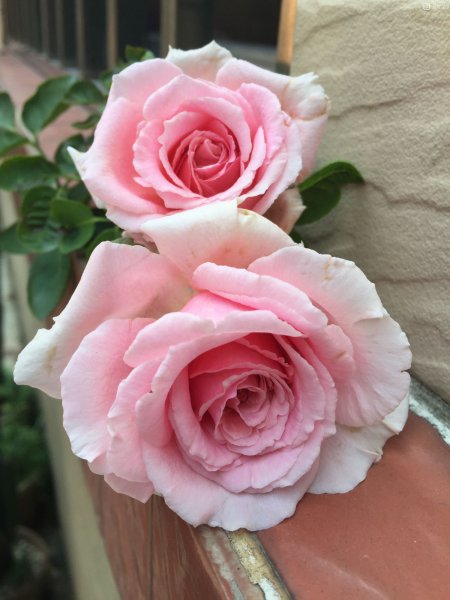 关于欢迎月季优缺点介绍