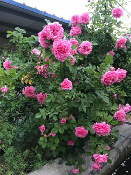 关于欢迎月季优缺点介绍