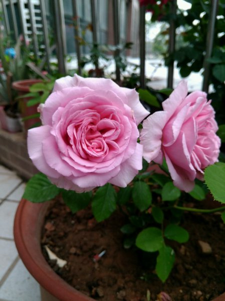 关于欢迎月季优缺点介绍