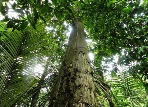 沉香木是什么树