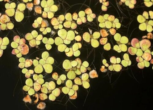 浮萍开花吗 属于开花植物