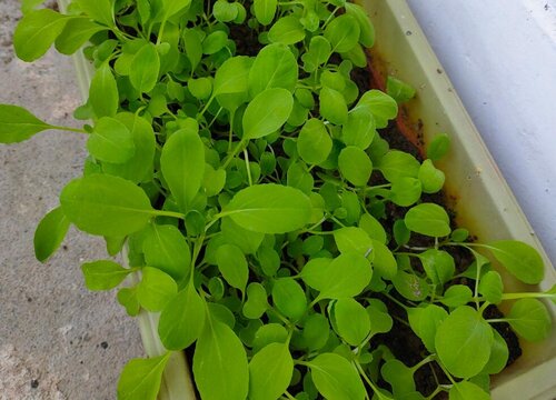 鸡毛菜是小白菜吗