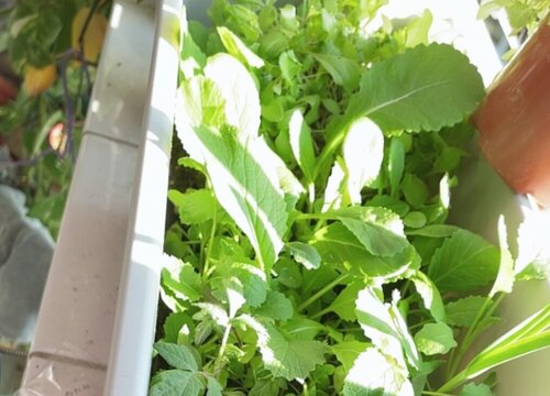 鸡毛菜是小白菜吗