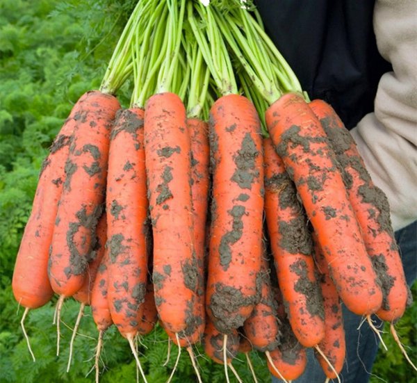 香蕉皮是磷肥还是钾肥