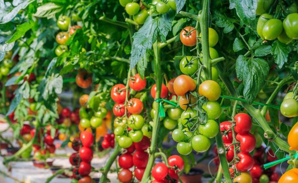 香蕉皮是磷肥还是钾肥