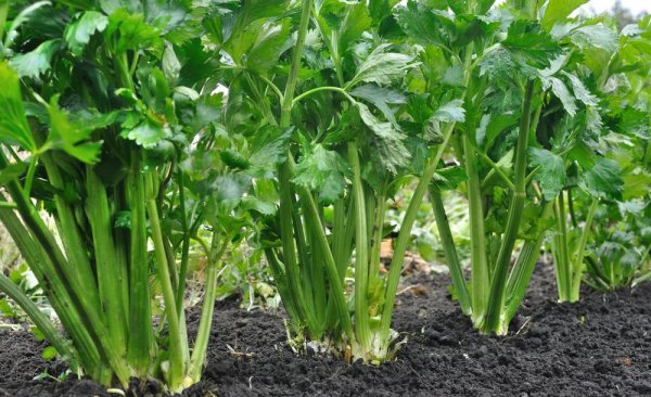 香蕉皮是磷肥还是钾肥