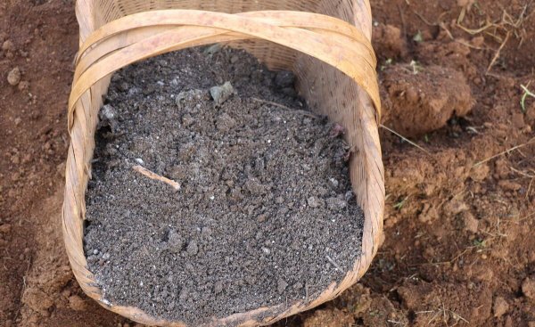 香蕉皮是磷肥还是钾肥