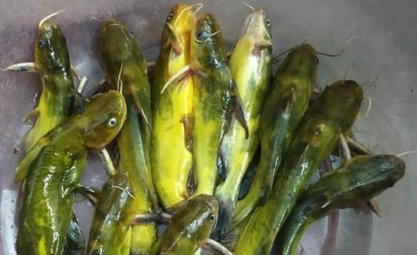 黄辣丁用什么钓最好推荐