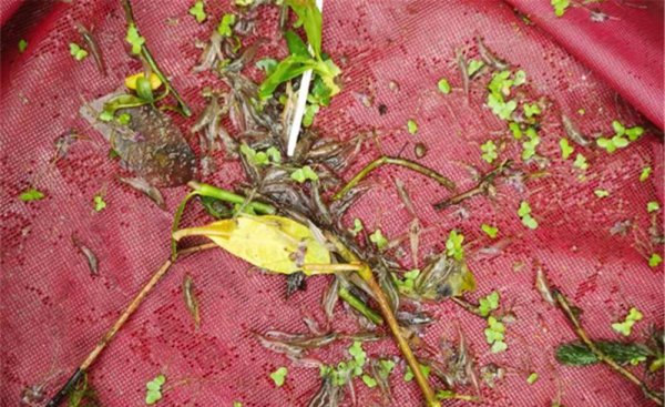 黄辣丁用什么钓最好推荐