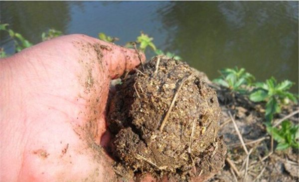 黄辣丁用什么钓最好推荐