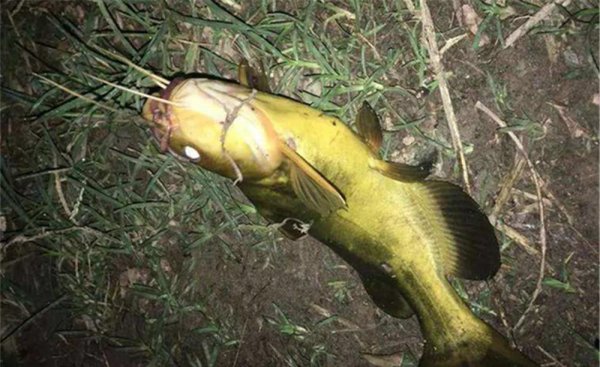 黄辣丁用什么钓最好推荐